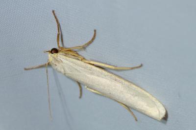<i>Eilema caniola</i>