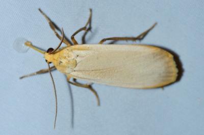 <i>Katha depressa</i>