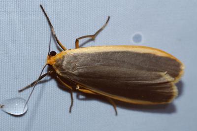 <i>Nyea lurideola</i>