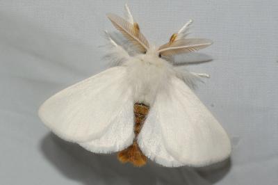 <i>Euproctis chrysorrhoea</i>