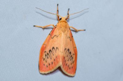 <i>Miltochrista miniata</i>