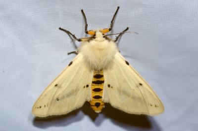 <i>Spilarctia lutea</i>