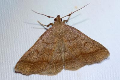 <i>Zanclognatha lunalis</i>