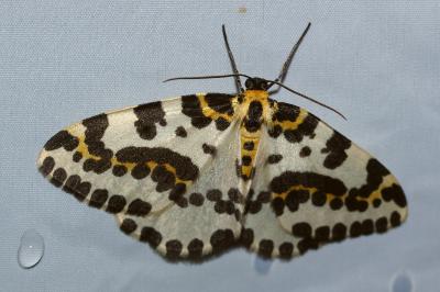 <i>Abraxas grossulariata</i>
