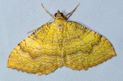 <i>Camptogramma bilineata</i>