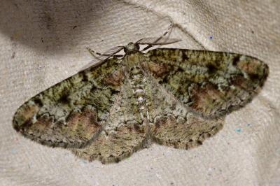 <i>Cleorodes lichenaria</i>