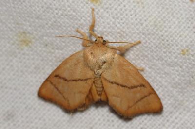 <i>Apoda limacodes</i>