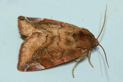 <i>Cosmia pyralina</i>