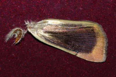 <i>Noctua janthina</i>