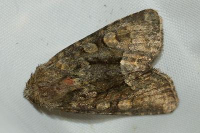 <i>Oligia strigilis</i>