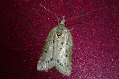 <i>Nycteola revayana</i>