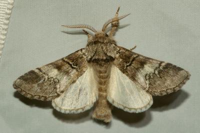 <i>Drymonia querna</i>