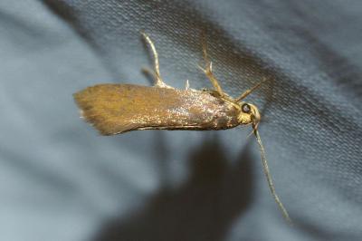 <i>Crassa unitella</i>