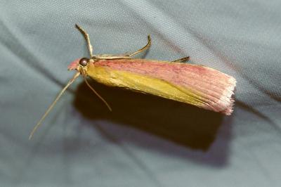 <i>Oncocera semirubella</i>
