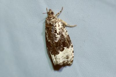Apotomis turbidana