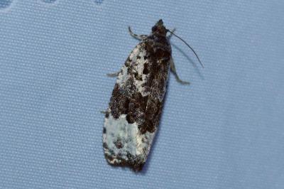 <i>Apotomis turbidana</i>
