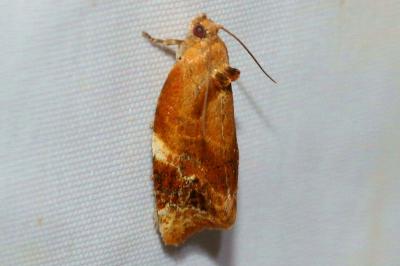 <i>Ditula angustiorana</i>