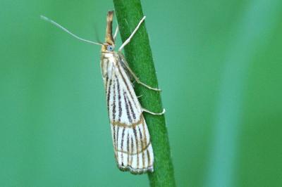 <i>Chrysocrambus linetella</i>