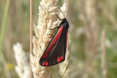 <i>Tyria jacobaeae</i>