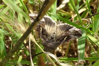 <i>Autographa gamma</i>