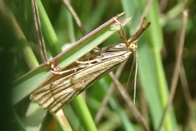 <i>Chrysocrambus linetella</i>