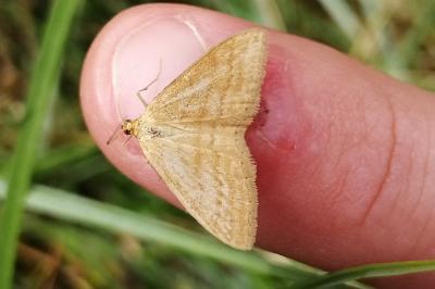 <i>Idaea ochrata</i>