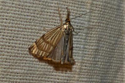 <i>Chrysocrambus linetella</i>