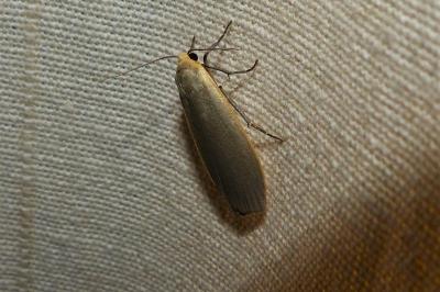 <i>Collita griseola</i>