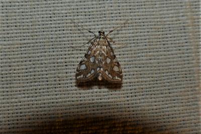 <i>Elophila nymphaeata</i>