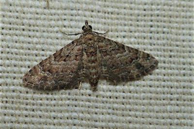 <i>Gymnoscelis rufifasciata</i>