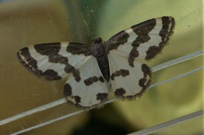 <i>Lomaspilis marginata</i>