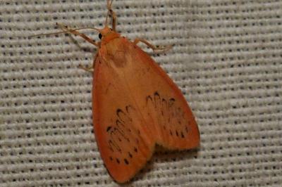 <i>Miltochrista miniata</i>