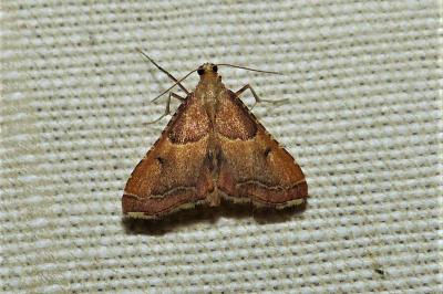 <i>Endotricha flammealis</i>