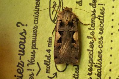 <i>Xestia c-nigrum</i>