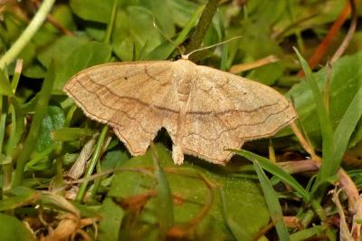 <i>Scopula imitaria</i>