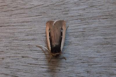 <i>Ochropleura leucogaster</i>