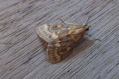 <i>Ostrinia nubilalis/scapulalis</i>