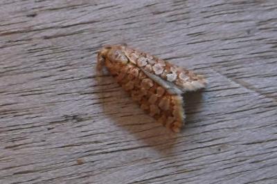 <i>Lozotaeniodes formosana</i>