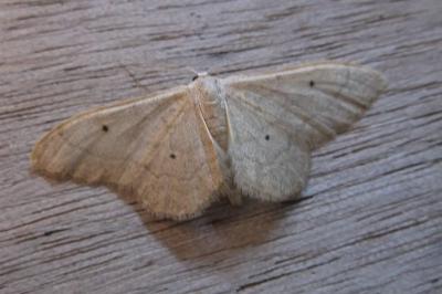 <i>Idaea straminata</i>