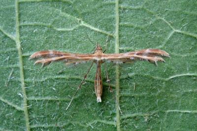 <i>Oxyptilus distans</i>