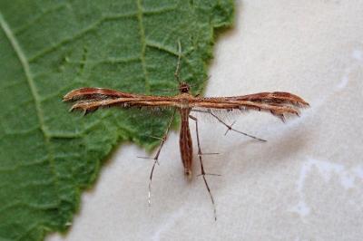 <i>Oxyptilus distans</i>