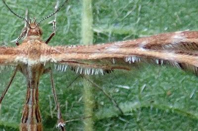 <i>Oxyptilus distans</i>