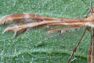 <i>Oxyptilus distans</i>