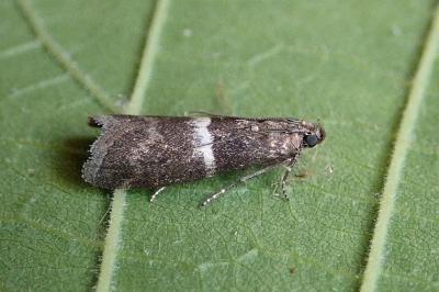 <i>Elegia similella</i>