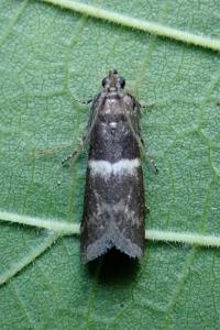<i>Elegia similella</i>