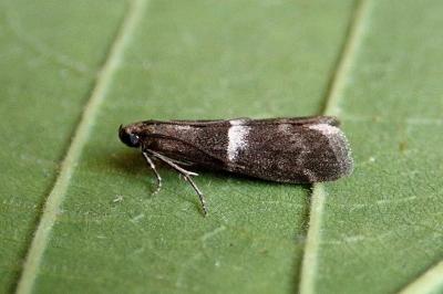 <i>Elegia similella</i>
