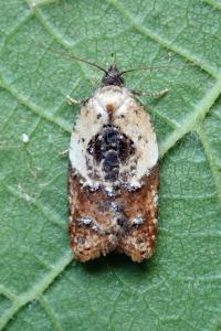 <i>Acleris variegana</i>