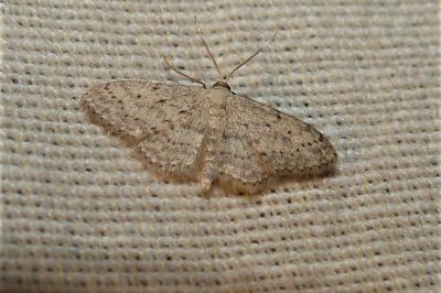 <i>Idaea seriata</i>