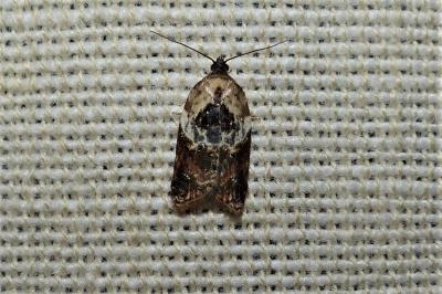 <i>Acleris variegana</i>