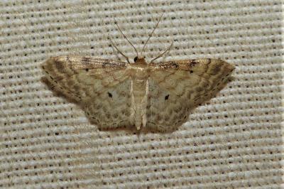 <i>Idaea fuscovenosa</i>